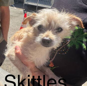 Rescue Poodle and Chihuahua Dogs for Adoption in Columbia, Tennessee - Skittles | PetCurious