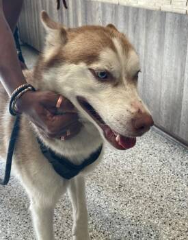Keylo -  Husky Dog for Adoption in Columbia, Tennessee - Keylo | PetCurious