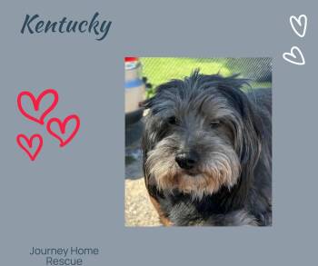 Rescue Shih Tzu and Schnauzer Dogs for Adoption in East Wenatchee, Washington - Kentucky  "MJ" | PetCurious