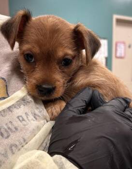 Scrappy -  Terrier and Mixed Breed Dog for Adoption in Fishers, Indiana - Scrappy | PetCurious