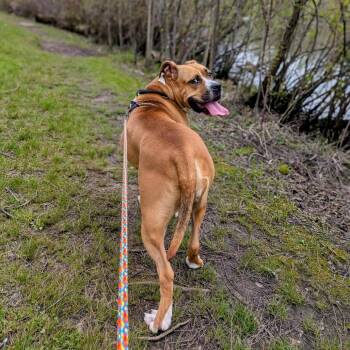 Luna -  Mixed Breed Dog for Adoption in Walker, Michigan - Luna | PetCurious