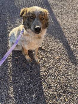 Australian Shepherd and Australian Cattle Dog Blue Heeler Dogs Available for Adoption - Duke | PetCurious