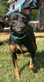 Rescue Miniature Pinscher and Mixed Breed Dogs for Adoption in Moultrie, Georgia - Lucky | PetCurious