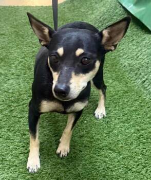 Twix -  Terrier Dog for Adoption in Lemoore, California - Twix | PetCurious