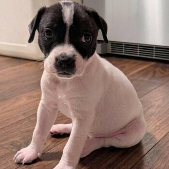 Libby -  Pointer and Pit Bull Terrier Dog for Adoption in Brockport, New York - Libby | PetCurious