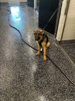 German Shepherd Dog Dogs Available for Adoption in Jackson, Tennessee - Otto | PetCurious