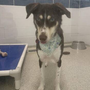 Brownie -  Husky Dog for Adoption in Gloucester, Virginia - Brownie | PetCurious