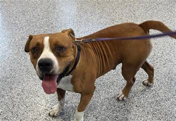 Mixed Breed Dogs Available for Adoption in Palmetto, Florida - PRIDE | PetCurious