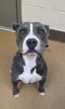 Rescue Pit Bull Terrier Dogs for Adoption in Apple Valley, California - Peabody | PetCurious