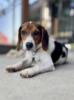 Nugget -  Beagle Dog for Adoption in Lisbon, Iowa - Nugget | PetCurious