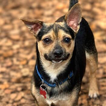 Java Chip -  Chihuahua and Mixed Breed Dog for Adoption in Boerne, Texas - Java Chip | PetCurious