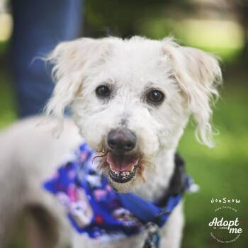 JonSnow -  Poodle Dog for Adoption in Humble, Texas - JonSnow | PetCurious