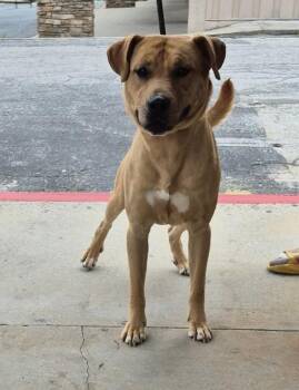Boxer and Labrador Retriever Dogs Available for Adoption in Lawrenceville, Georgia - Pen 135 Kenny | PetCurious