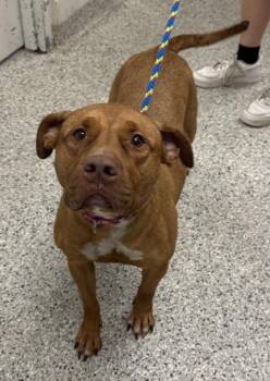 Merida -  Pit Bull Terrier and Mixed Breed Dog for Adoption in Kansas City, Missouri - Merida | PetCurious