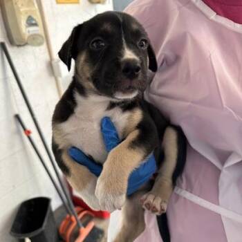 Cassidy -  Australian Shepherd and Mixed Breed Dog for Adoption in Morton Grove, Illinois - Cassidy | PetCurious