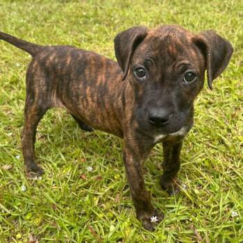 Black Mouth Cur Dogs Available for Adoption in Grand Bay, Alabama - Bean | PetCurious