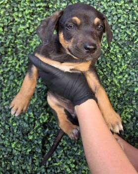 German Shepherd Dog and Mixed Breed Dogs Available for Adoption - 60659310 | PetCurious