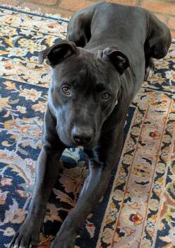 Pit Bull Terrier and Mixed Breed Dogs Available for Adoption in Albuquerque, New Mexico - SAMANTHA | PetCurious