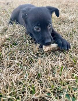 American Staffordshire Terrier and Australian Cattle Dog Blue Heeler Dogs Available for Adoption - Pretty  | PetCurious