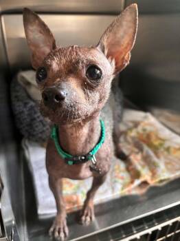 Pico de Gallo -  Chihuahua Dog for Adoption in Statesboro, Georgia - Pico De Gallo | PetCurious