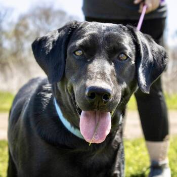 Vixen S2 -  Black Labrador Retriever Dog for Adoption in Natchitoches, Louisiana - Vixen S2 | PetCurious