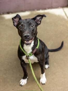 Mixed Breed Dogs Available for Adoption in Chamblee, Georgia - Pakora | PetCurious