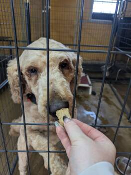 Astro -  Goldendoodle Dog for Adoption in Covington, Virginia - Astro | PetCurious