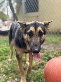 German Shepherd Dog and Mixed Breed Dogs Available for Adoption in Largo, Florida - Pita | PetCurious