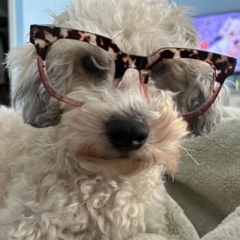kiwi -  Miniature Poodle and Australian Shepherd Dog for Adoption in Long Beach, California - Kiwi | PetCurious