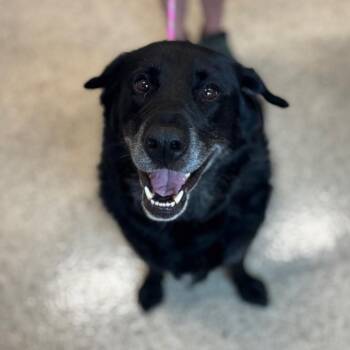 Black Labrador Retriever Dogs Available for Adoption in Nashville, Indiana - Prince | PetCurious