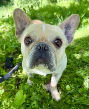 French Bulldog Dogs Available for Adoption - Little Miss Sunshine | PetCurious