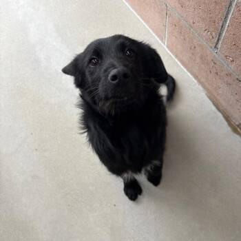 Spaniel and Black Labrador Retriever Dogs Available for Adoption - Orion | PetCurious