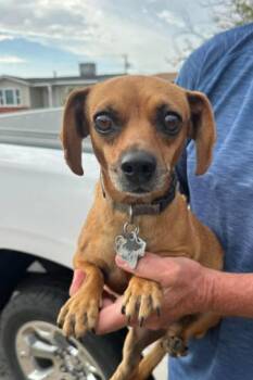 Oakley in TX -  Dachshund and Chihuahua Dog for Adoption in Cranston, Rhode Island - Oakley In TX | PetCurious