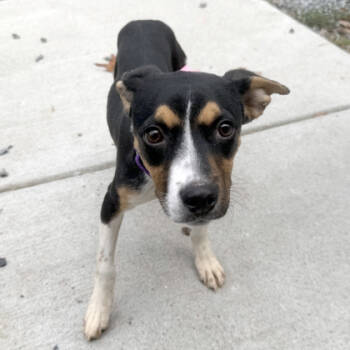 Rescue Terrier and Mixed Breed Dogs for Adoption in Voorhees Township, New Jersey - Lizzy | PetCurious