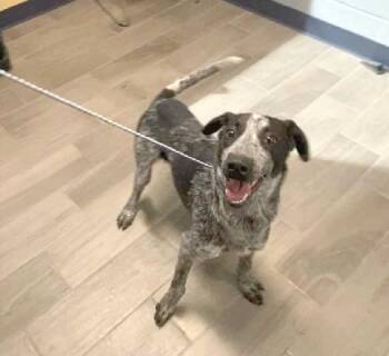 Rescue Australian Cattle Dog Blue Heeler Dogs for Adoption in Nevada, Missouri - Jimmy | PetCurious