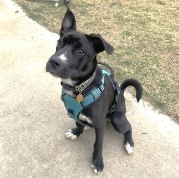 Mau -  Pit Bull Terrier and Siberian Husky Dog for Adoption in Atlanta, Georgia - Mau | PetCurious