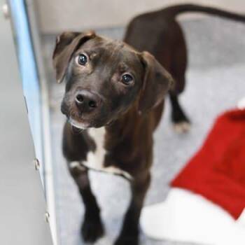 Brady -  Pit Bull Terrier and Mixed Breed Dog for Adoption in Atlanta, Georgia - Brady | PetCurious