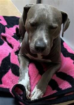 DIAMOND -  Pit Bull Terrier Dog for Adoption in Martinez, California - DIAMOND | PetCurious
