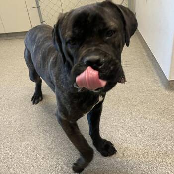 Cane Corso Dogs Available for Adoption - Hannibal Barka | PetCurious