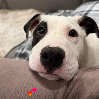 Hound Dogs Available for Adoption in Richmond, Virginia - Petey | PetCurious