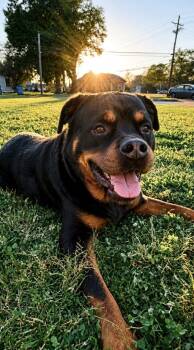 Rottweiler Dogs Available for Adoption in Princeton, Massachusetts - Styx | PetCurious