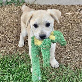 Labrador Retriever Dogs Available for Adoption in Mead, Colorado - Biscuit | PetCurious