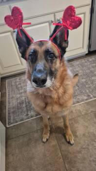 German Shepherd Dog Dogs Available for Adoption - Ash | PetCurious