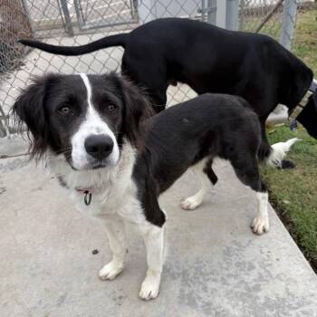 Alfie -  Brittany Spaniel and Mixed Breed Dog for Adoption in Fresno, California - Alfie | PetCurious