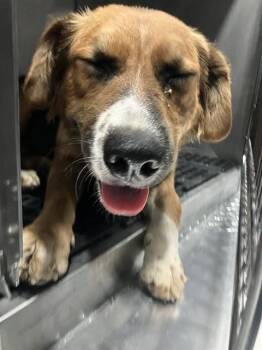 COOKIE -  Mixed Breed Dog for Adoption in Dallas, Texas - COOKIE | PetCurious