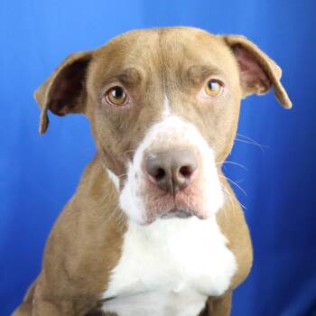 Terrier and Mixed Breed Dogs Available for Adoption in Tupelo, Mississippi - Ginger - 010706U | PetCurious