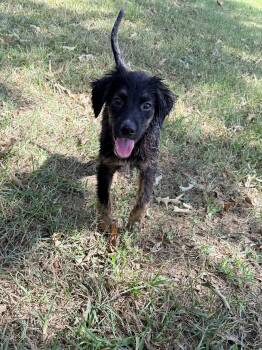 Fozzie -  Shepherd Dog for Adoption in Baker, Louisiana - Fozzie | PetCurious