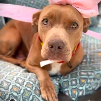 Pit Bull Terrier and Mixed Breed Dogs Available for Adoption in Los Angeles, California - Lollie | PetCurious