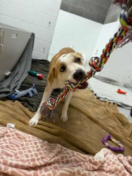 Pit Bull Terrier and Bull Terrier Dogs Available for Adoption in Phoenix, Arizona - Miss Lady | PetCurious