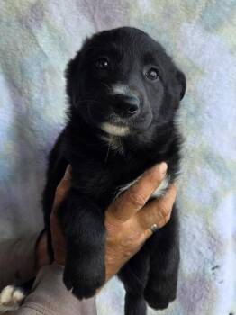 Alaskan Malamute and German Shepherd Dog Dogs Available for Adoption in Malvern, Pennsylvania - Nessa | PetCurious